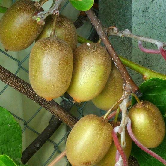 Kiwi Hayward (femelle) - Actinidia deliciosa Pot de 1,5L/2L