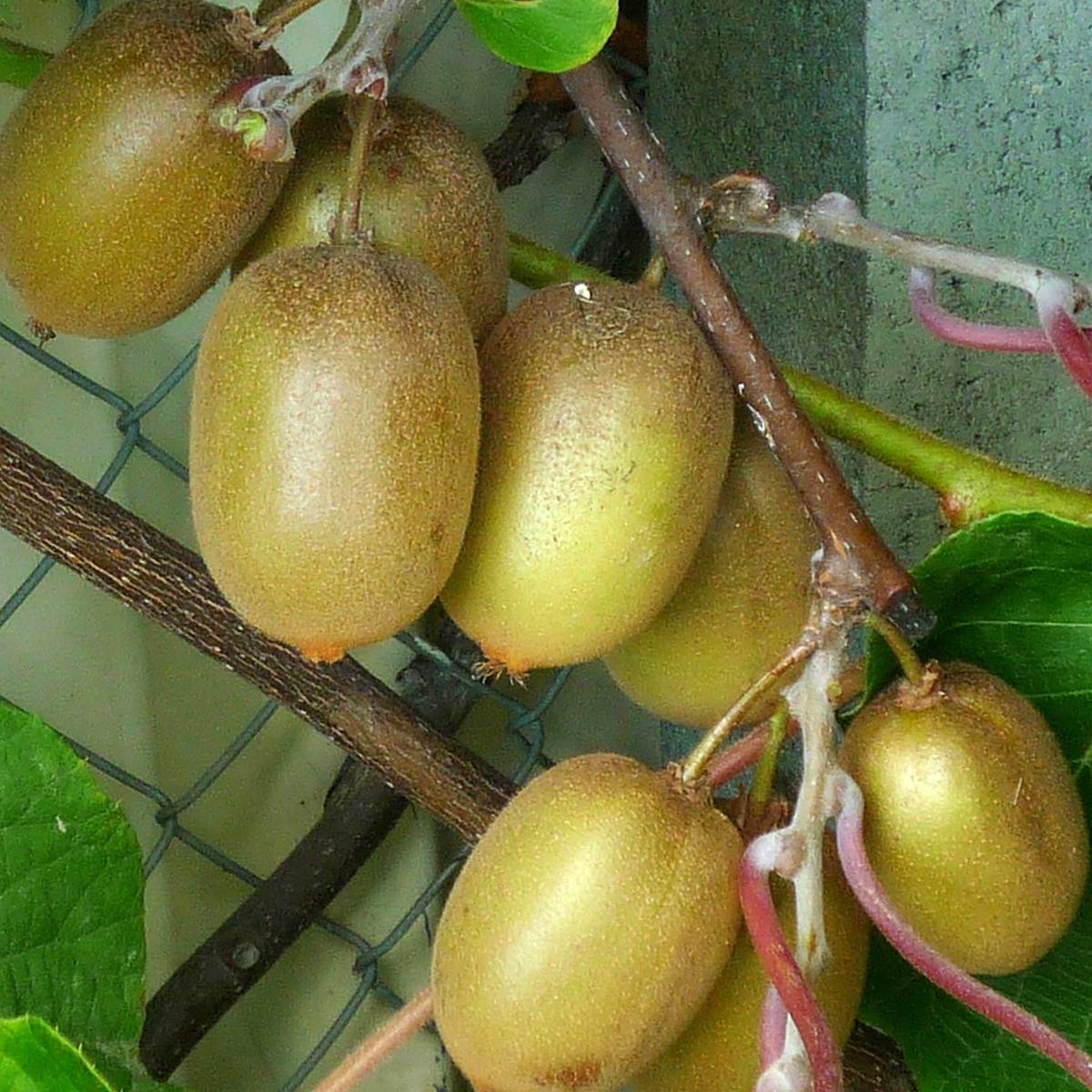 Kiwi Hayward (femelle) - Actinidia deliciosa Pot de 1,5L/2L