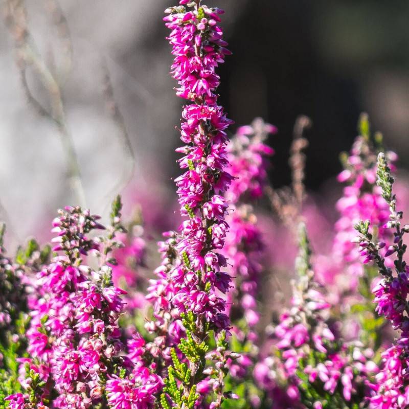 Bruyère d'été Darkness, Calluna à fleurs Rose - feuillage Persistant - Pot de 3L - 20/40 cm- hauteur à maturité De 0,15 m à 0,50 m - Image 1