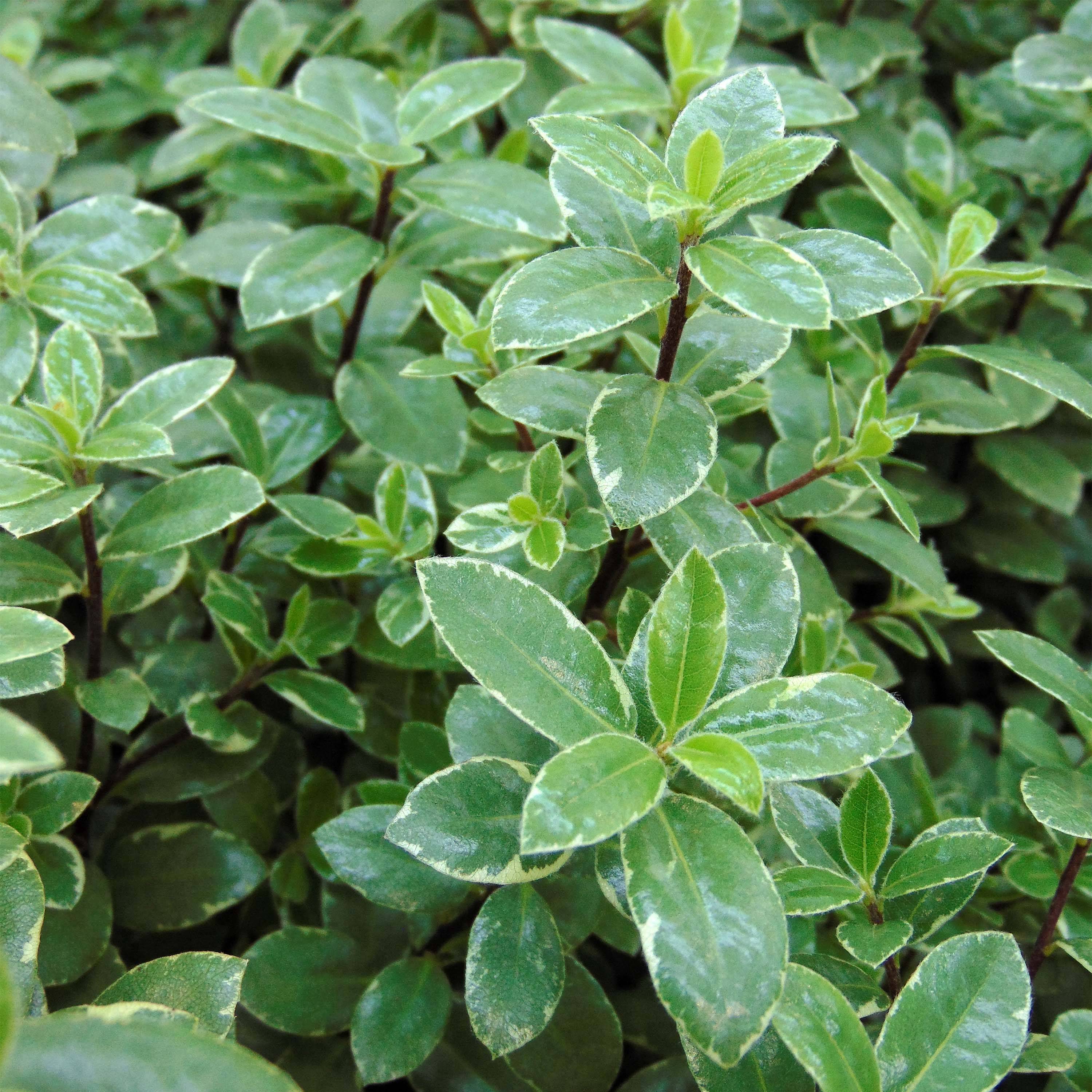 Pittosporum tenuifolium Silver Ball Pot de 7,5L/10L, Boule, Boule 30/40