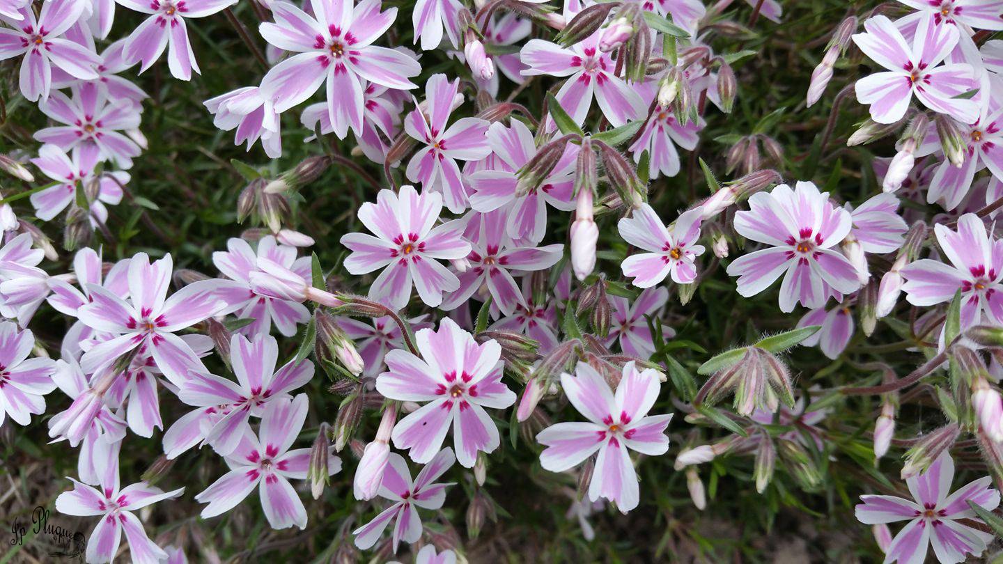 Promesse de Fleurs - Phlox mousse Candy Stripes - Phlox subulata Godet de 8/9 cm