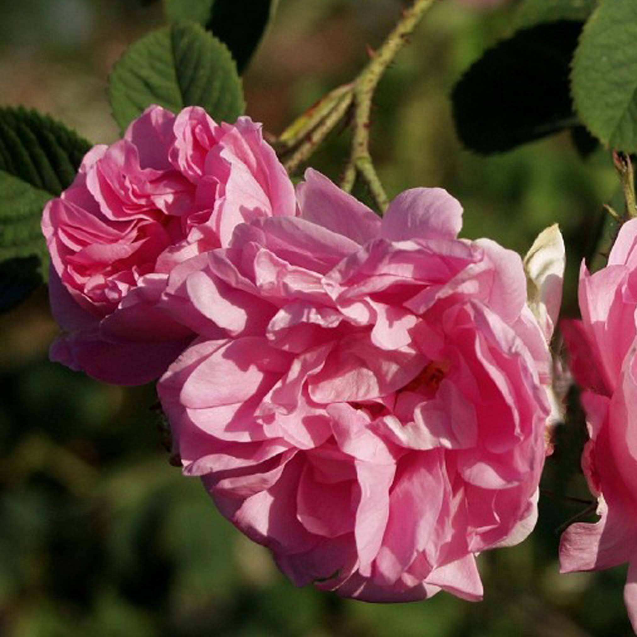 Promesse de Fleurs - Rosier ancien Kazanlik (Trigintipetala) Pot de 4L/5L