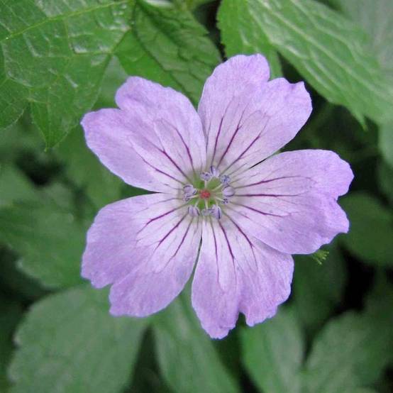 Promesse de Fleurs - Geranium vivace nodosum Simon - Géranium noueux Godet de 8/9 cm