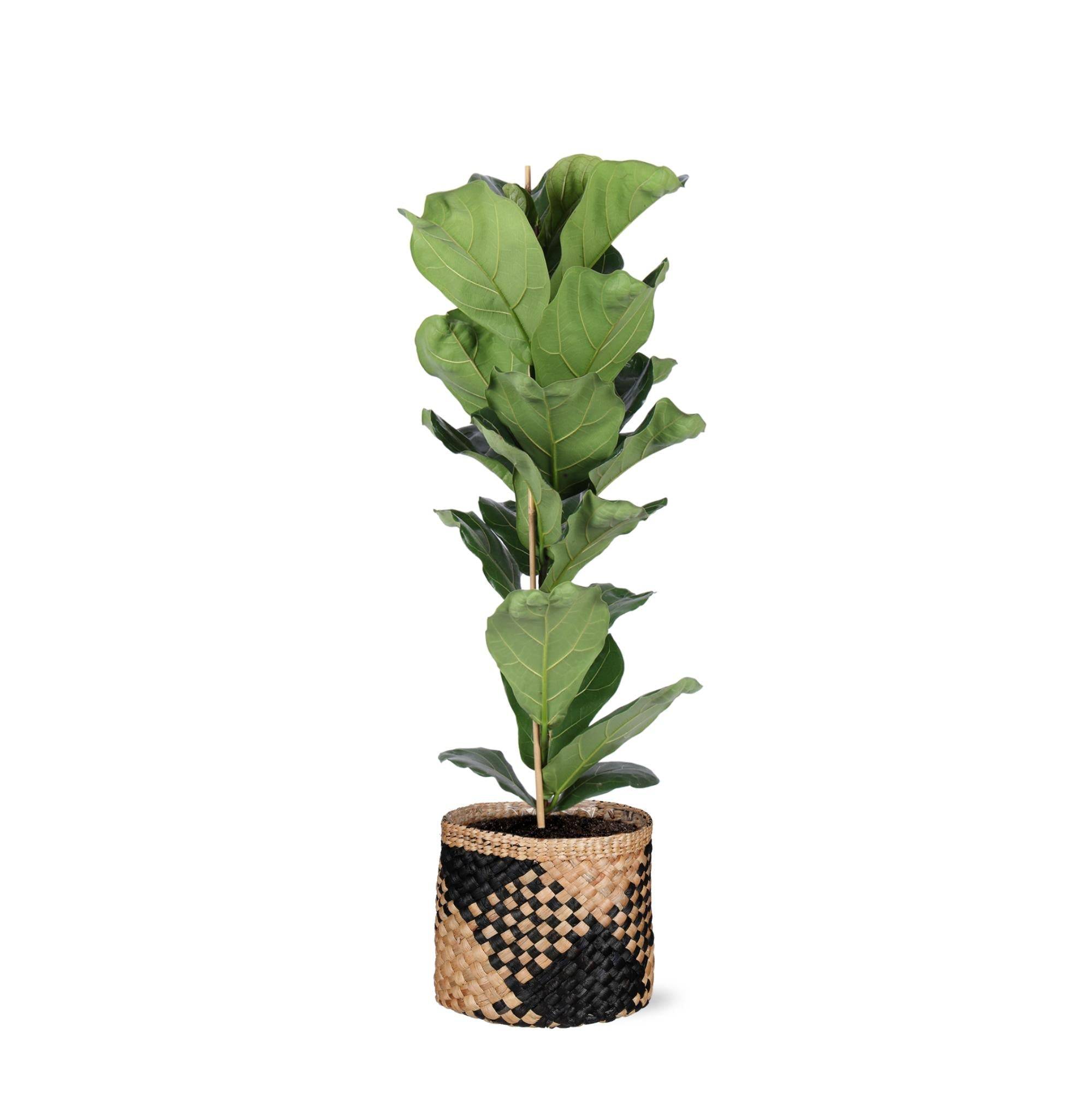 La Green Touch - Ficus Lyrata et son pot- La Green Touch Panier naturel Noir - Hauteur 90cm