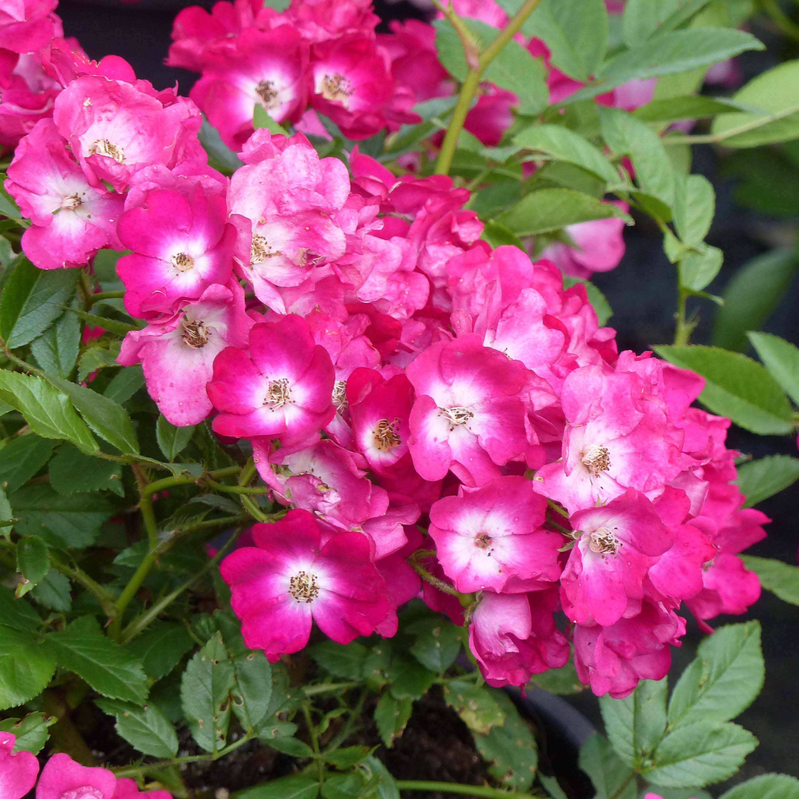 Promesse de Fleurs - Rosier ancien Red Ballerina Pot de 4L/5L