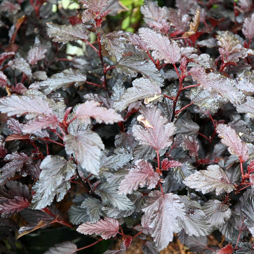 Physocarpus opulifolius All Black - Physocarpe noir Pot de 3L/4L - Image 1