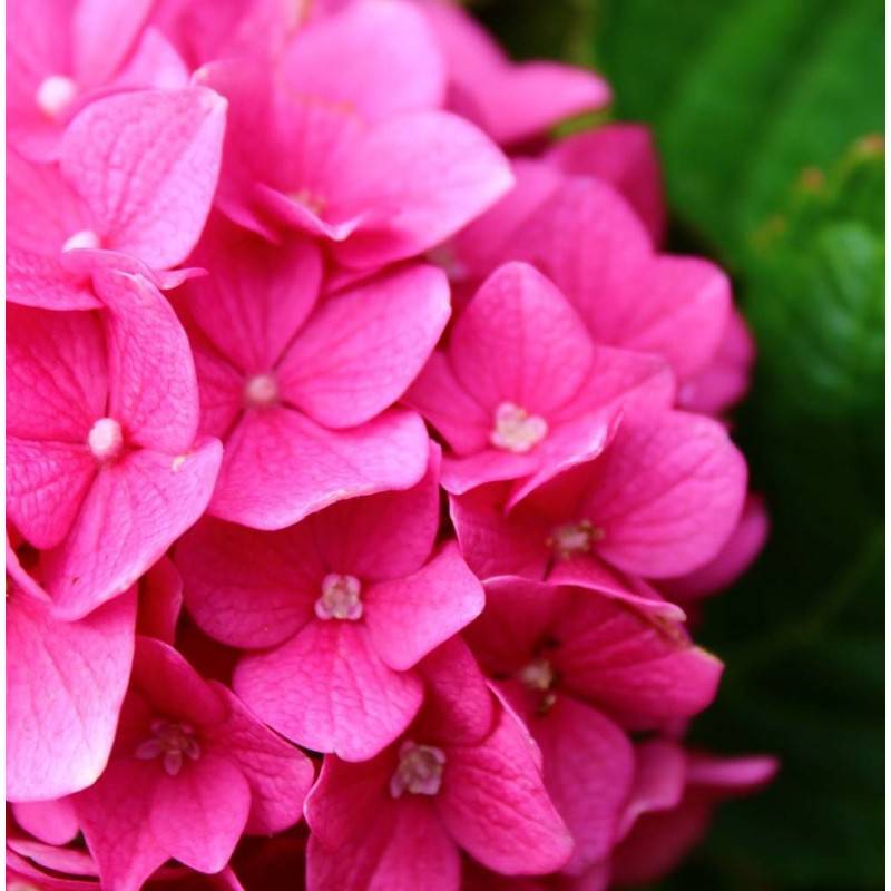 Hortensia Sybilla, Hydrangea macrophylla à fleurs Rose - feuillage Caduc - Pot de 1,5L - 20/40 cm-  hauteur à maturité De 1,00 m à 1,50 m