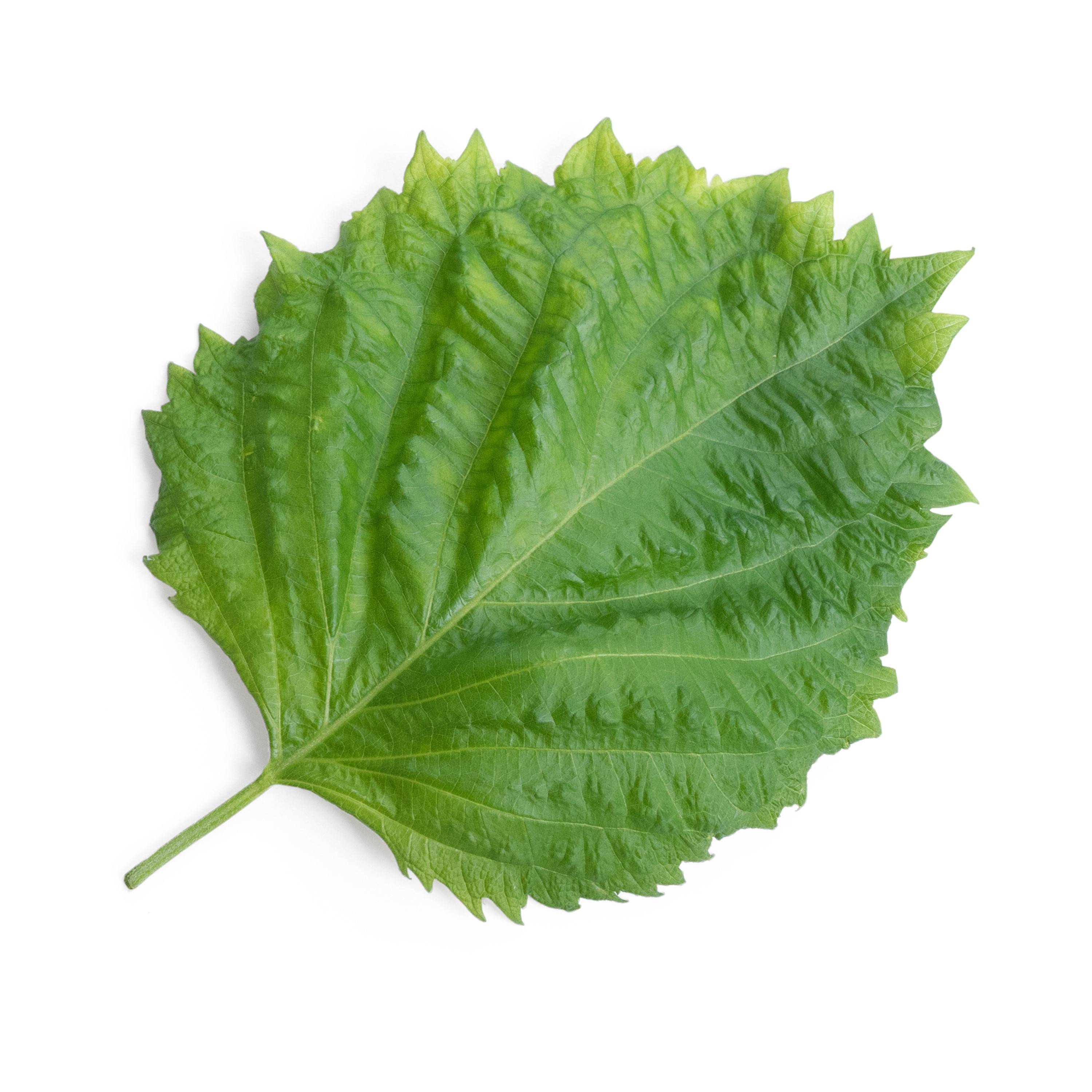 Veritable - Lingot Shiso vert BIO - Recharge prête à l'emploi - Véritable - Image 2