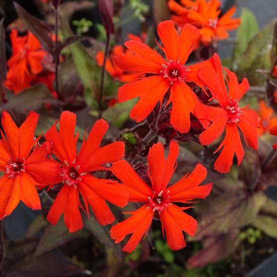 Lychnis Arkwrightii Vesuvius Godet de 8/9 cm