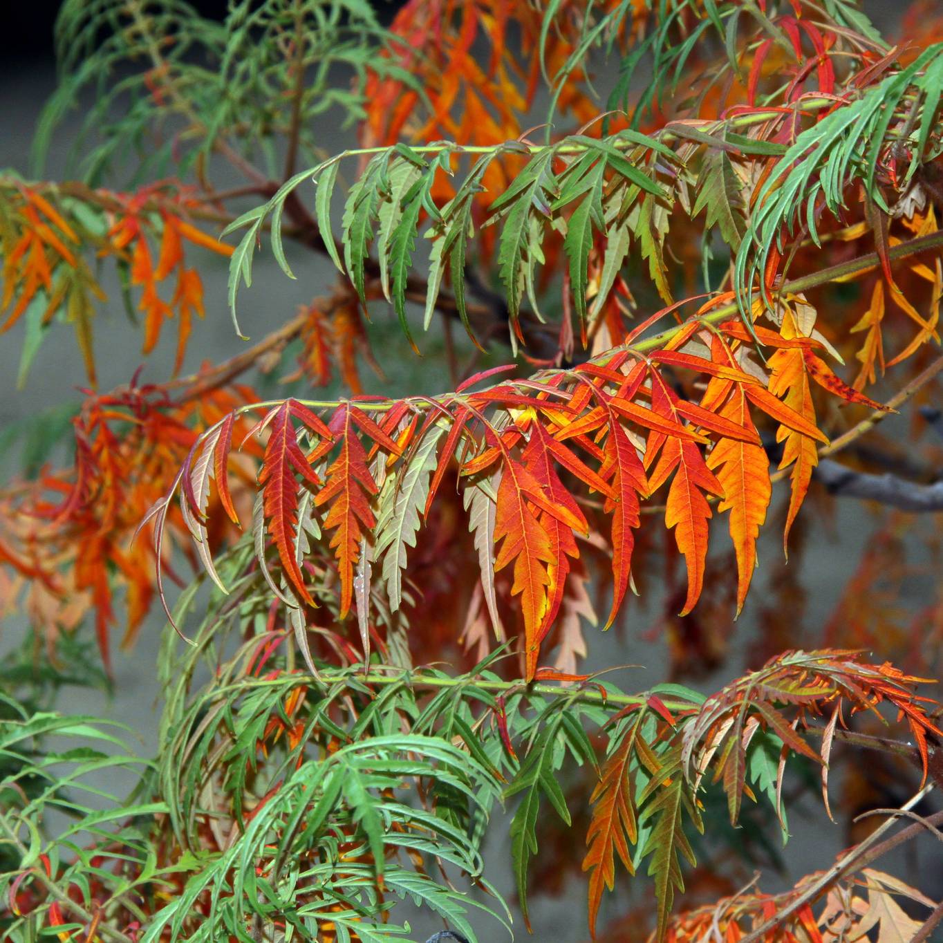 Promesse de Fleurs - Sumac lacinié - Rhus glabra Laciniata Pot de 3L/4L - Image 1