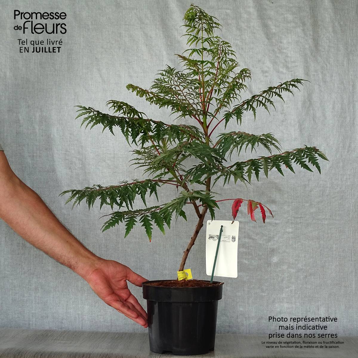 Promesse de Fleurs - Sumac lacinié - Rhus glabra Laciniata Pot de 3L/4L - Image 2