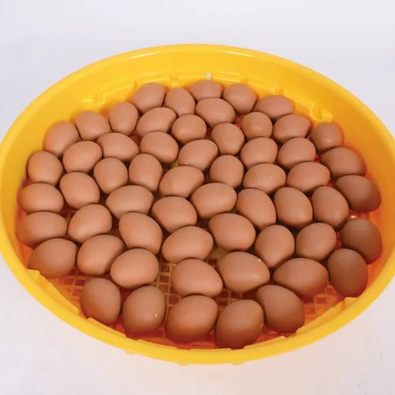 Autre - Couveuse manuelle 70 oeufs Puisor IO-102 sans thermostat - Image 4
