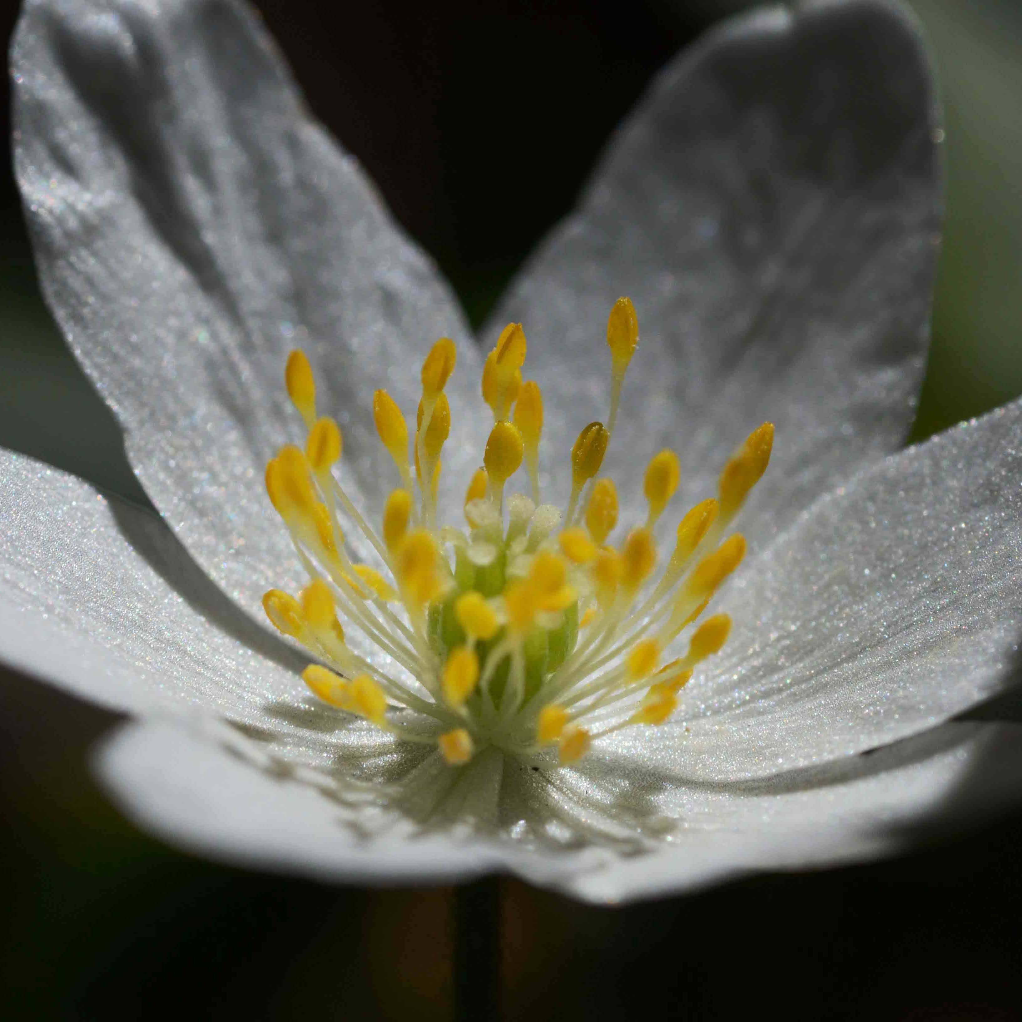 Promesse de Fleurs - Anemone nemorosa - Anémone des bois Bulbe calibre I (par 10)