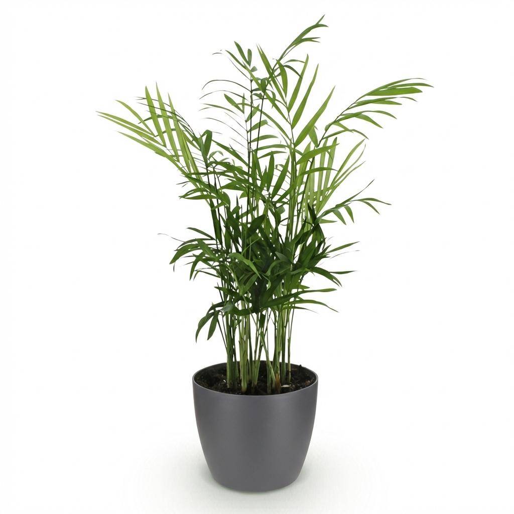 Chamaedorea elegans - Pet-friendly - Pot de 12cm - Hauteur 15cm - 1 plante - Gris - Plantes d'intérieur - Image 2