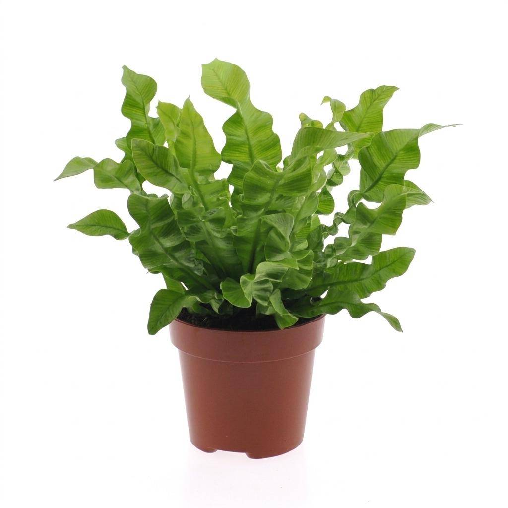 Asplenium Crispy Wave - Fougère Crispy Wave - Pot de 12cm - 1 plante - Sans cache-pot - Plantes d'intérieur - Image 2