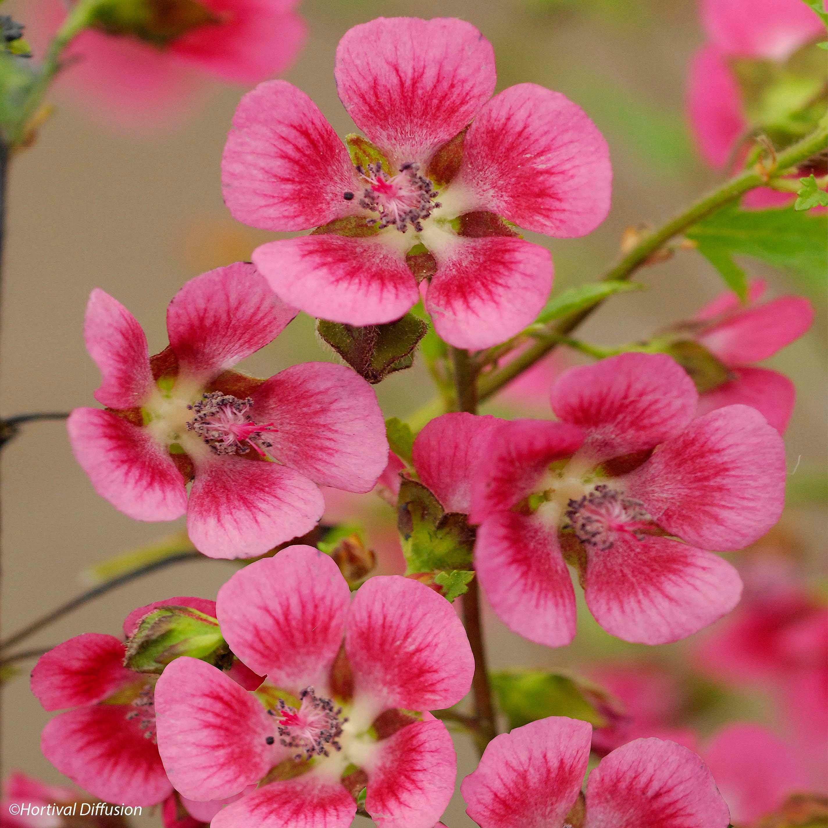 Promesse de Fleurs - Anisodontea capensis El Rayo - Mauve arbustive du Cap Pot de 1,5L/2L