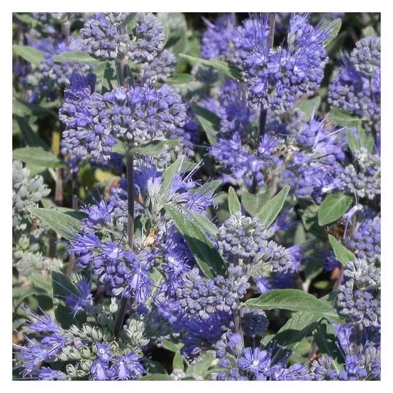 Caryopteris Heavenly Blue, Spirée bleue, Barbe bleue à fleurs Bleue - feuillage Caduc - Pot de 3L - 20/40 cm- hauteur à maturité De 1,00 m à 1,50 m - Image 1