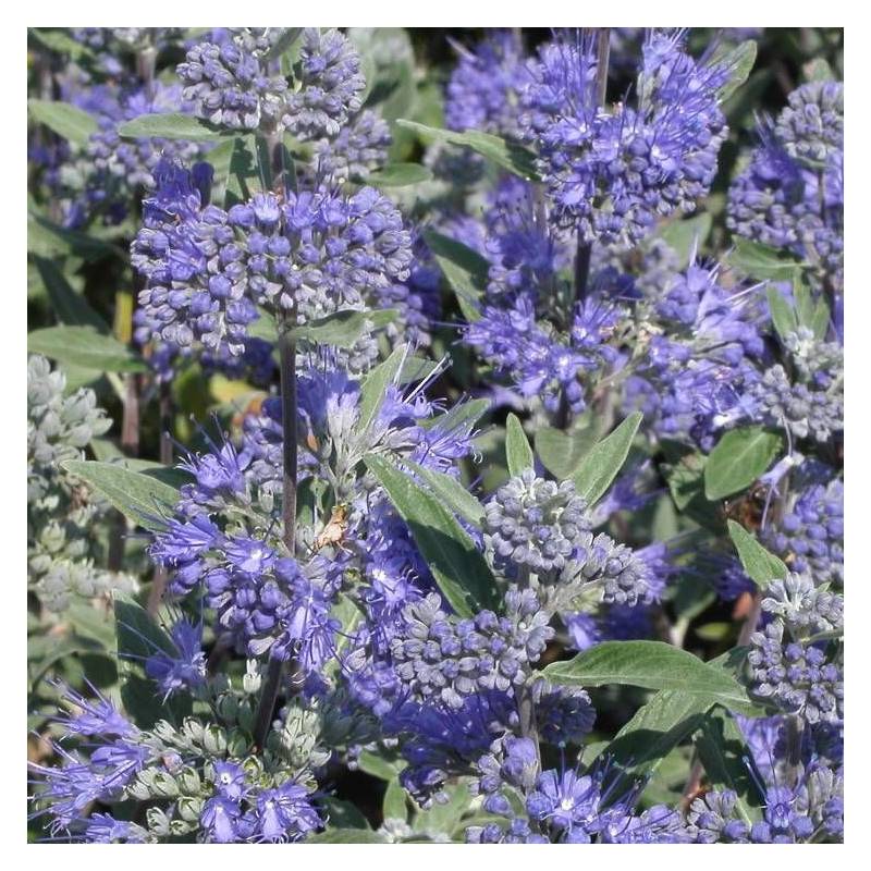 Caryopteris Heavenly Blue, Spirée bleue, Barbe bleue à fleurs Bleue - feuillage Caduc - Pot de 3L - 20/40 cm-  hauteur à maturité De 1,00 m à 1,50 m - Image 1