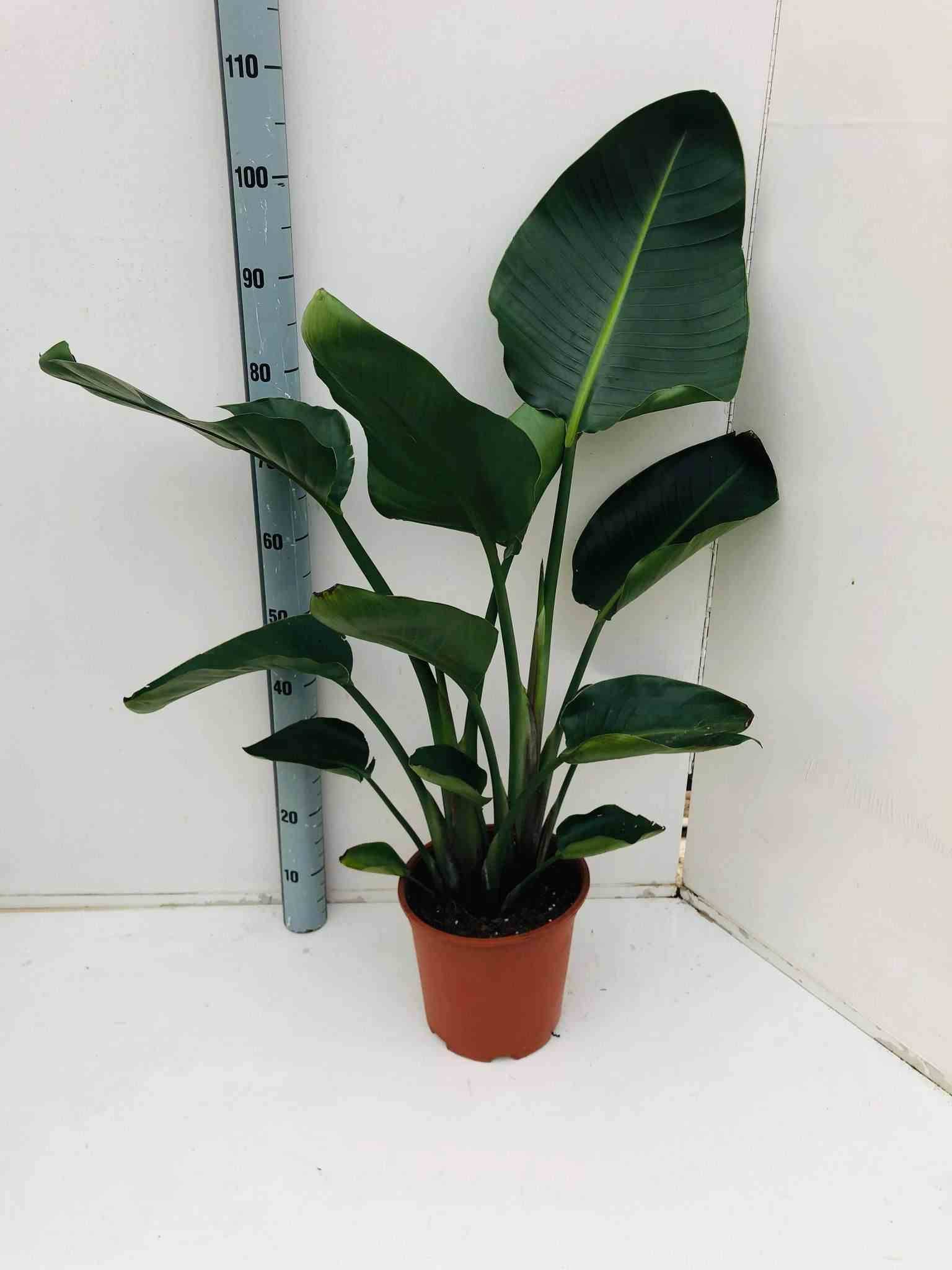 0 - Strelitzia nicolai (Oiseaux du paradis géant)  Pot de 45L 175/200cm plusieurs pieds - Image 1