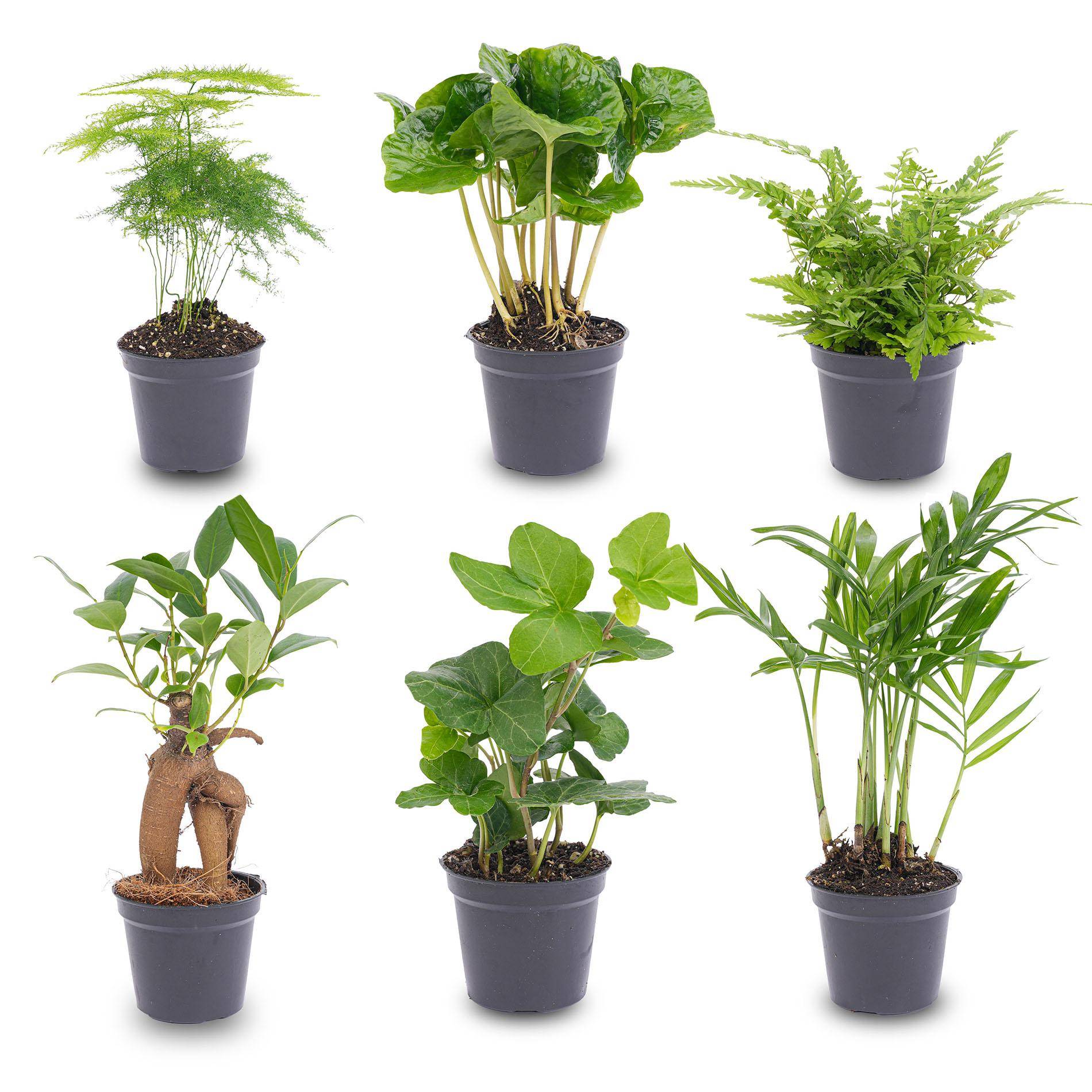 Planten Set - D6 - Gamm vert