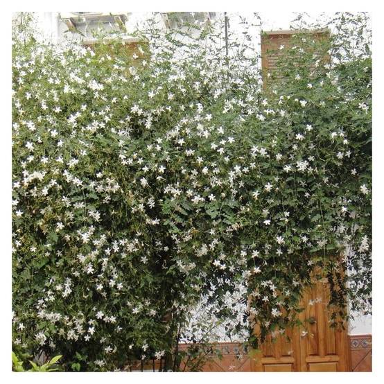 Jasmin blanc officinale à fleurs Blanche - feuillage Caduc - Godet - 5/20 cm- hauteur à maturité De 3,00 m à 5,00 m - Image 4