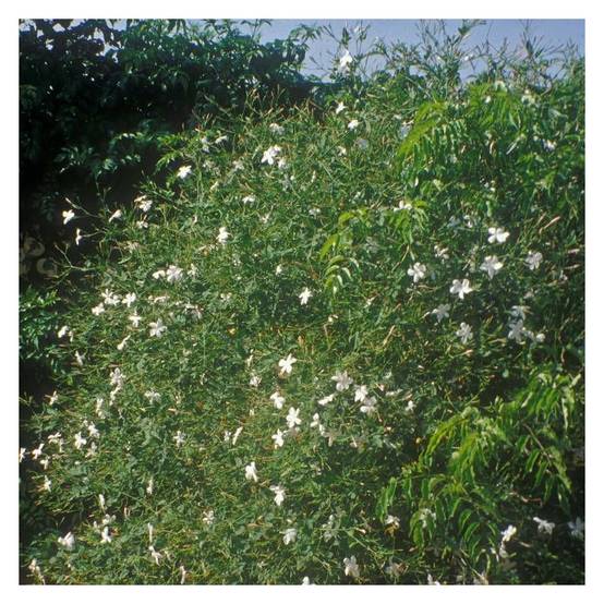 Jasmin blanc officinale à fleurs Blanche - feuillage Caduc - Godet - 5/20 cm- hauteur à maturité De 3,00 m à 5,00 m - Image 5