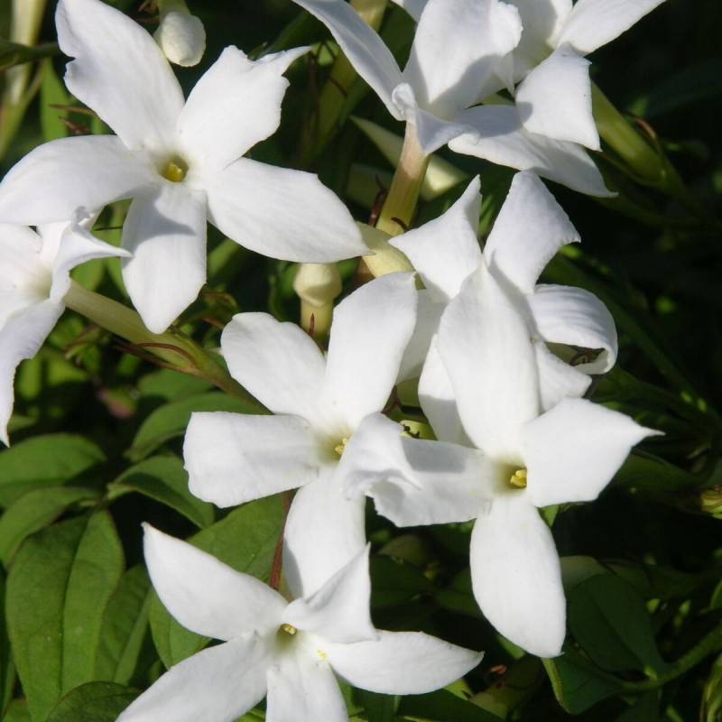 Jasmin blanc officinale à fleurs Blanche - feuillage Caduc - Godet - 5/20 cm-  hauteur à maturité De 3,00 m à 5,00 m - Image 1