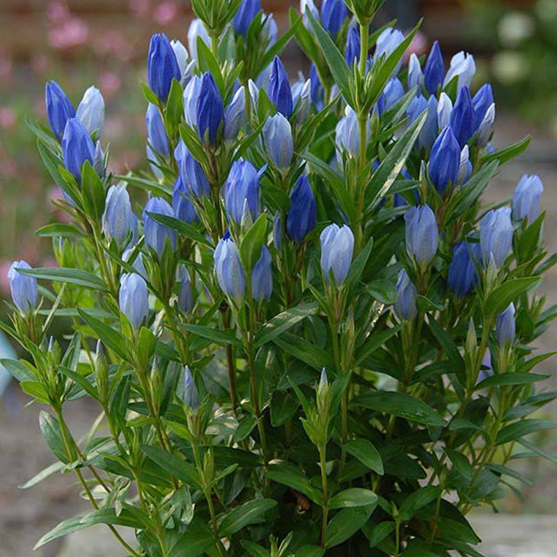 Gentiana Blue Star ® - Gentiane Godet de 8/9 cm