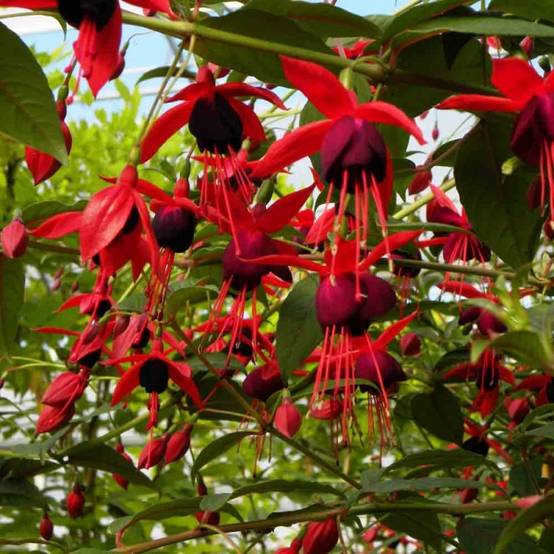 Fuchsia grimpant - Fuchsia Lady Boothby Pot de 3L/4L