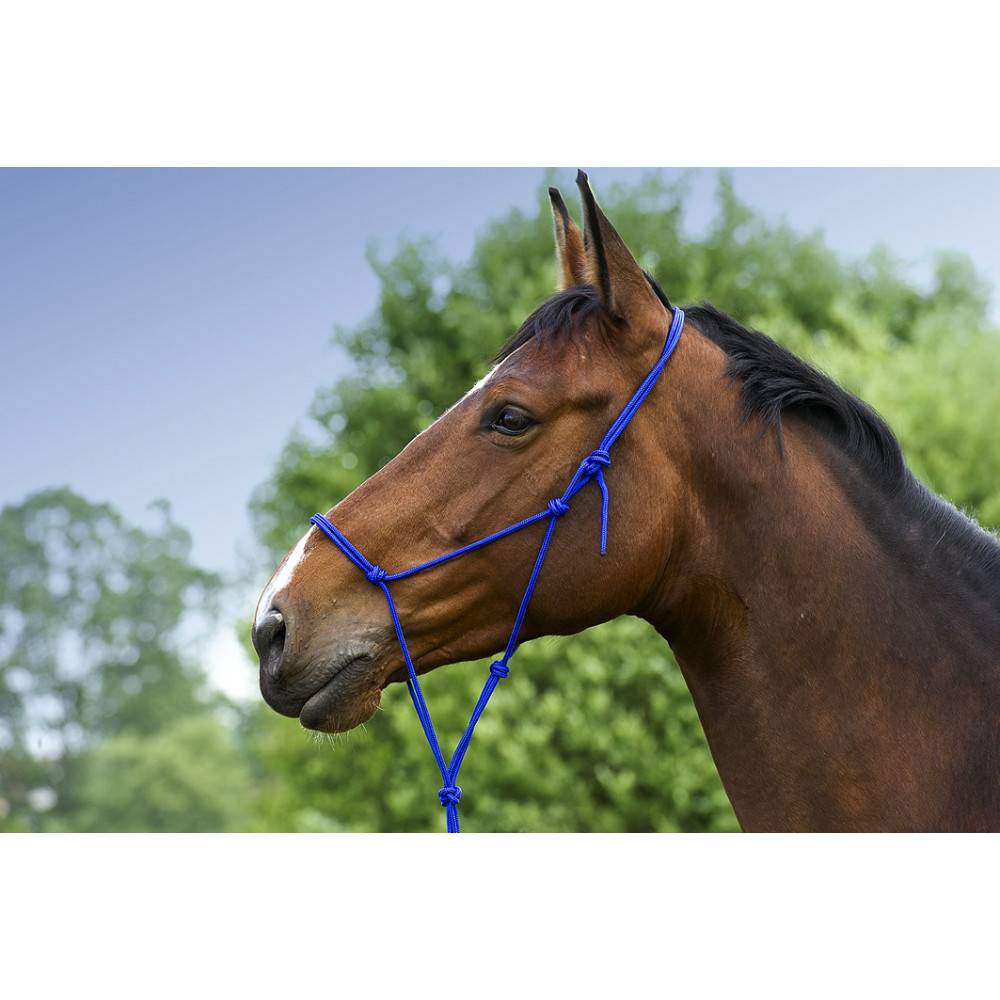 Norton - Licol Ethologique doux - Norton - Taille Poney - Beu Roi - Image 1