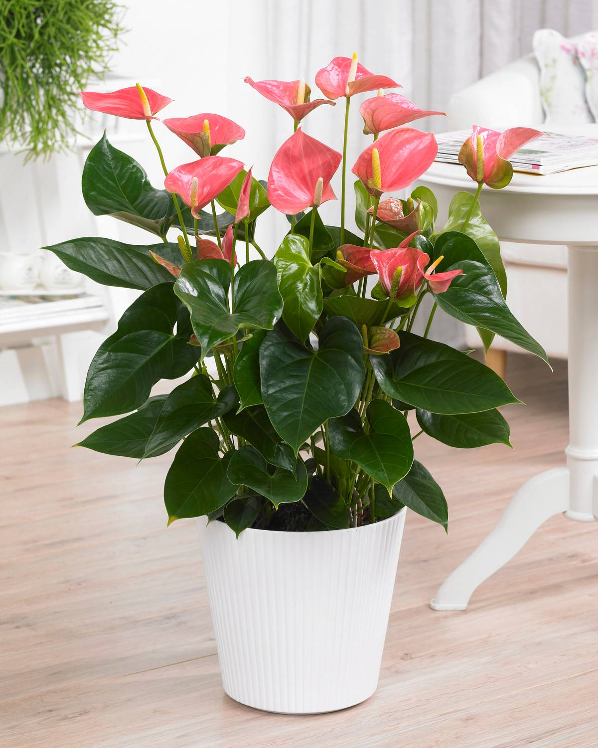 Gardenersdream - Anthurium Rose Langue De Feu Plante D’Intérieur Ornementale À Fleurs | En Pot 13 Cm - GardenersDream - Image 1