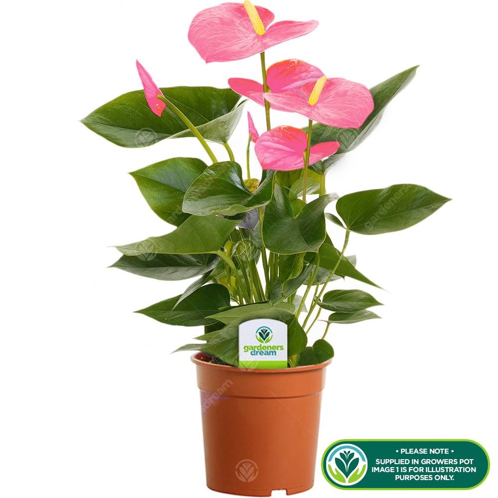 Gardenersdream - Anthurium Rose Langue De Feu Plante D’Intérieur Ornementale À Fleurs | En Pot 13 Cm - GardenersDream - Image 2