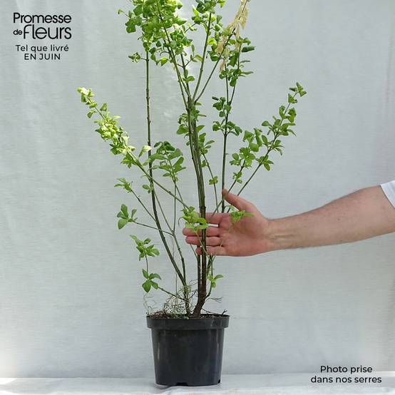 Promesse de Fleurs - Euonymus europaeus Red Cascade - Fusain d'Europe Pot de 2L/3L - Image 2