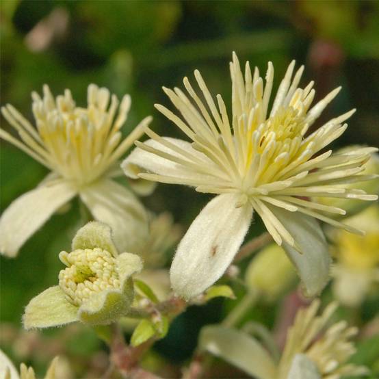 Clématite - Clematis vitalba Godet de 8/9 cm