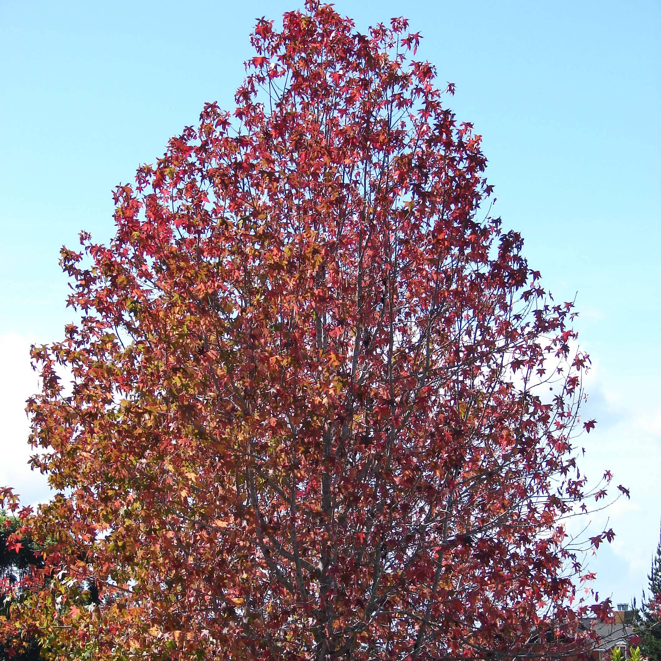 Promesse de Fleurs - Liquidambar styraciflua Pot de 7,5L/10L - Image 1