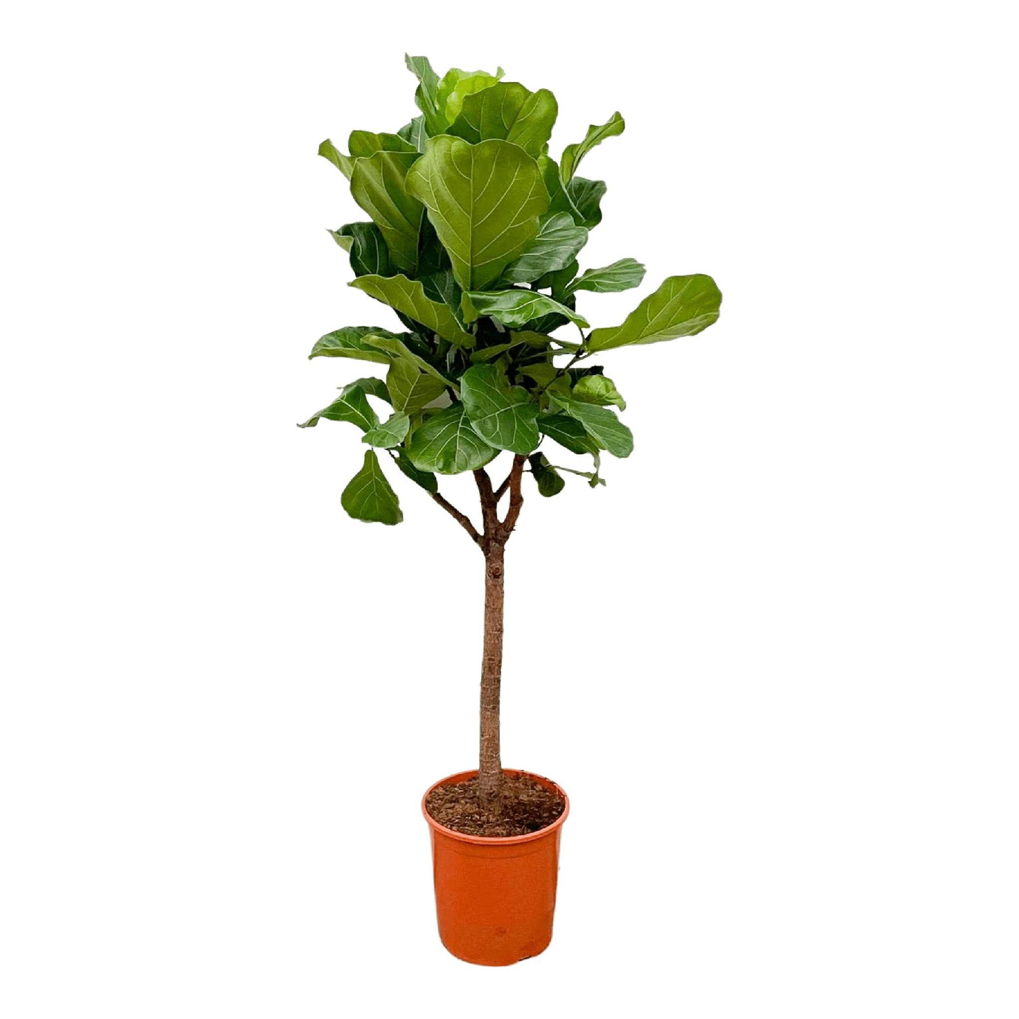 La Green Touch - Ficus Lyrata Arbre - D30 H180cm - Image 1