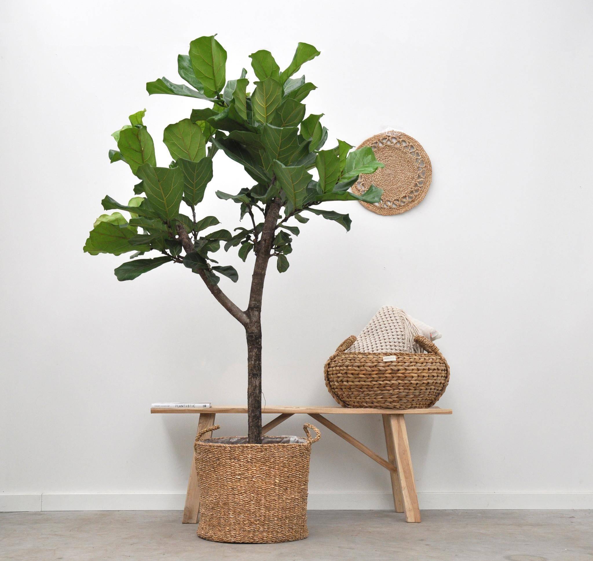 Ficus Lyrata Arbre - D30 H180cm - Image 2