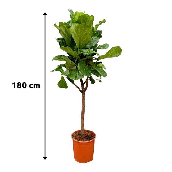 La Green Touch - Ficus Lyrata Arbre - D30 H180cm - Image 5