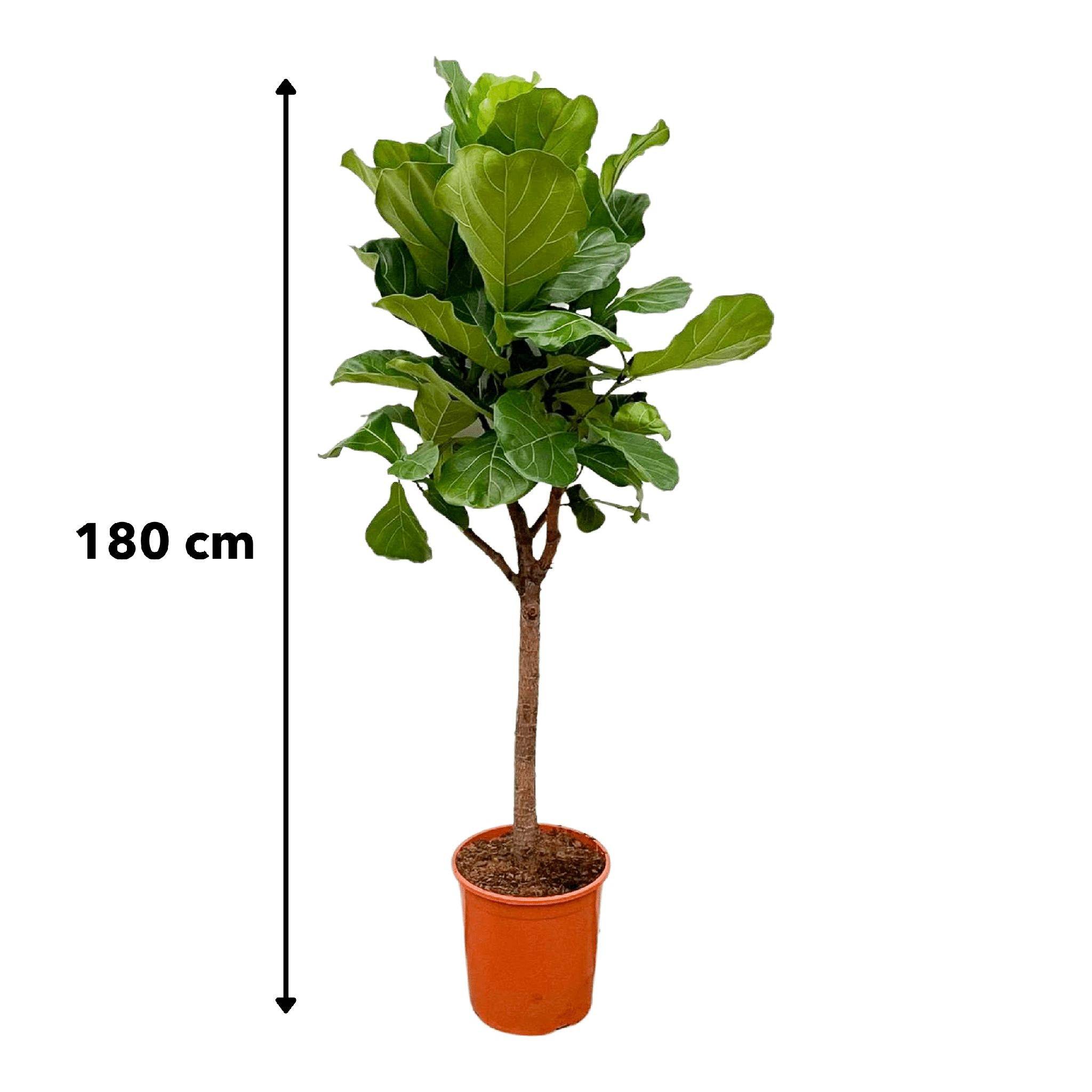 La Green Touch - Ficus Lyrata Arbre - D30 H180cm - Image 5