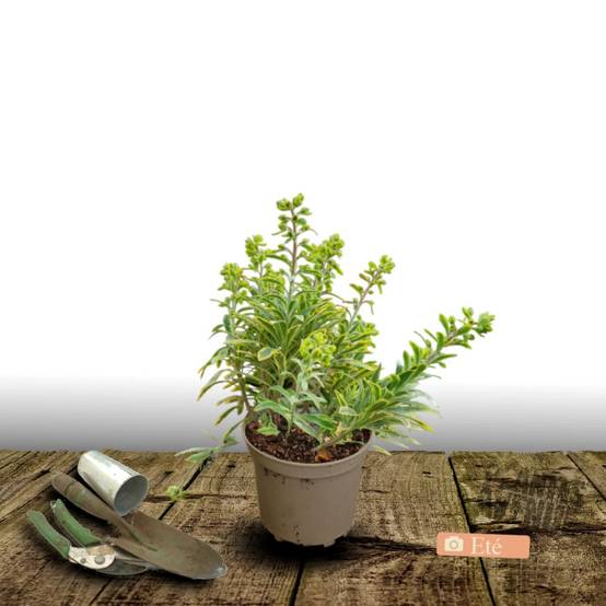 Euphorbe Ascot Rainbow à fleurs Jaune - feuillage Persistant - Pot de 3L - 40/60 cm- hauteur à maturité De 0,50 m à 1,00 m - Image 3