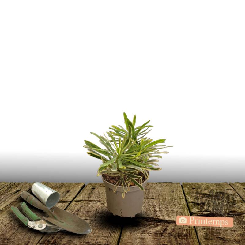 Euphorbe Ascot Rainbow à fleurs Jaune - feuillage Persistant - Pot de 3L - 40/60 cm-  hauteur à maturité De 0,50 m à 1,00 m - Image 6