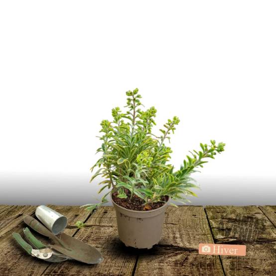 Euphorbe Ascot Rainbow à fleurs Jaune - feuillage Persistant - Pot de 3L - 40/60 cm- hauteur à maturité De 0,50 m à 1,00 m - Image 4
