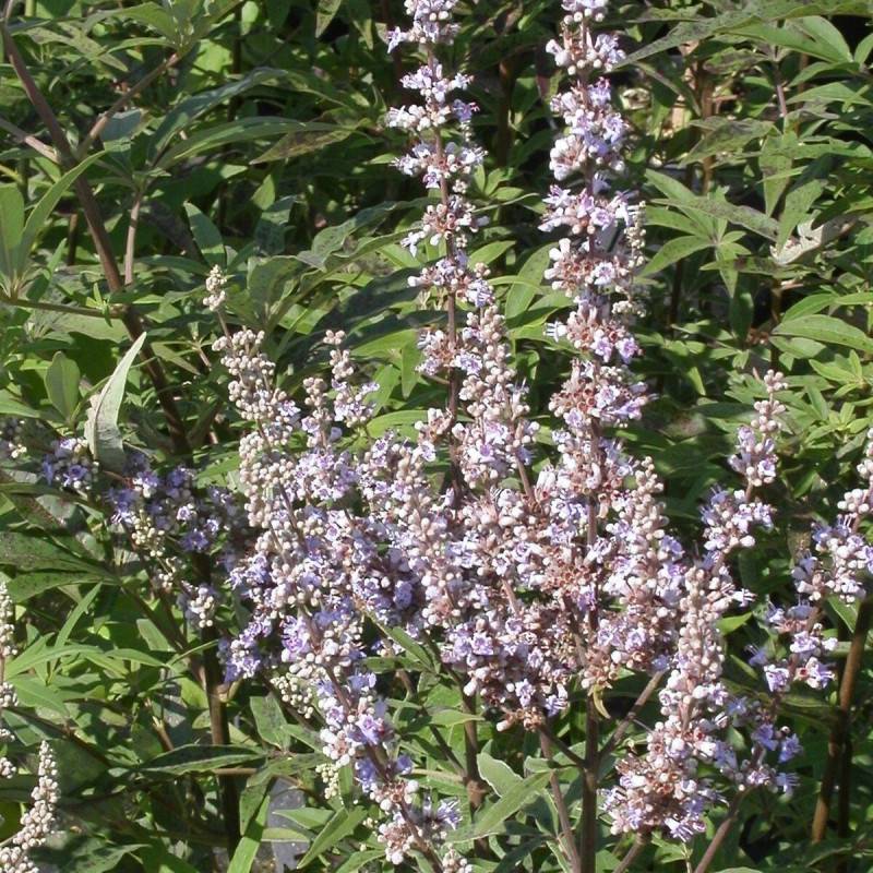 Arbre au poivre Latifolia, Vitex, Gattilier à fleurs Bleue - feuillage Caduc - Pot de 4L - 20/40 cm-  hauteur à maturité De 1,50 m à 2,00 m - Image 2