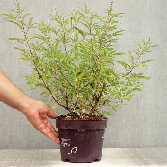 Promesse de Fleurs - Vitex agnus-castus Blue Puffball - Gattilier Pot de 3L/4L - Image 2