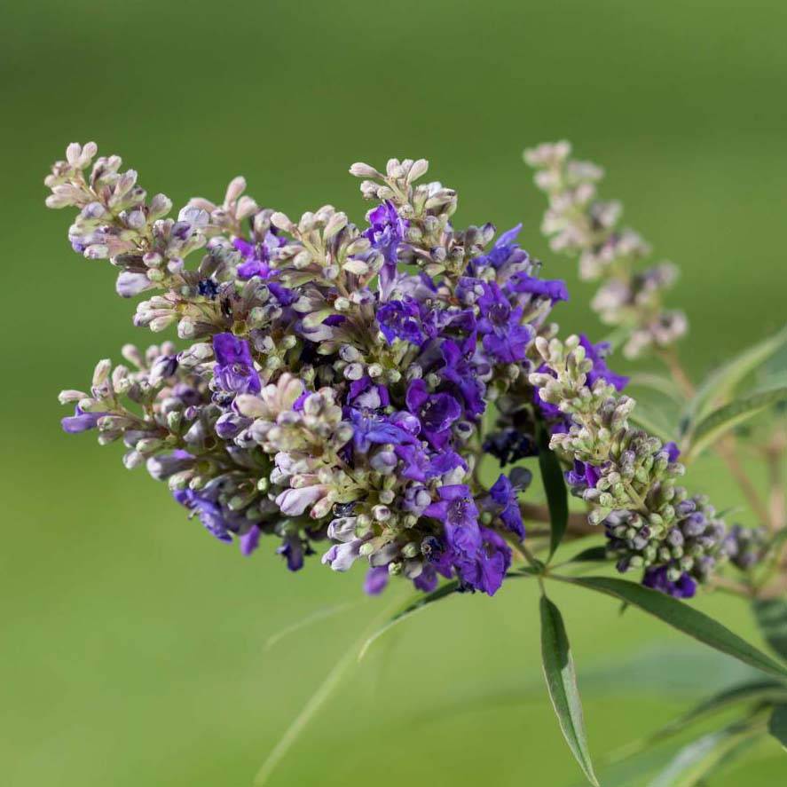 Promesse de Fleurs - Vitex agnus-castus Blue Puffball - Gattilier Pot de 3L/4L - Image 1