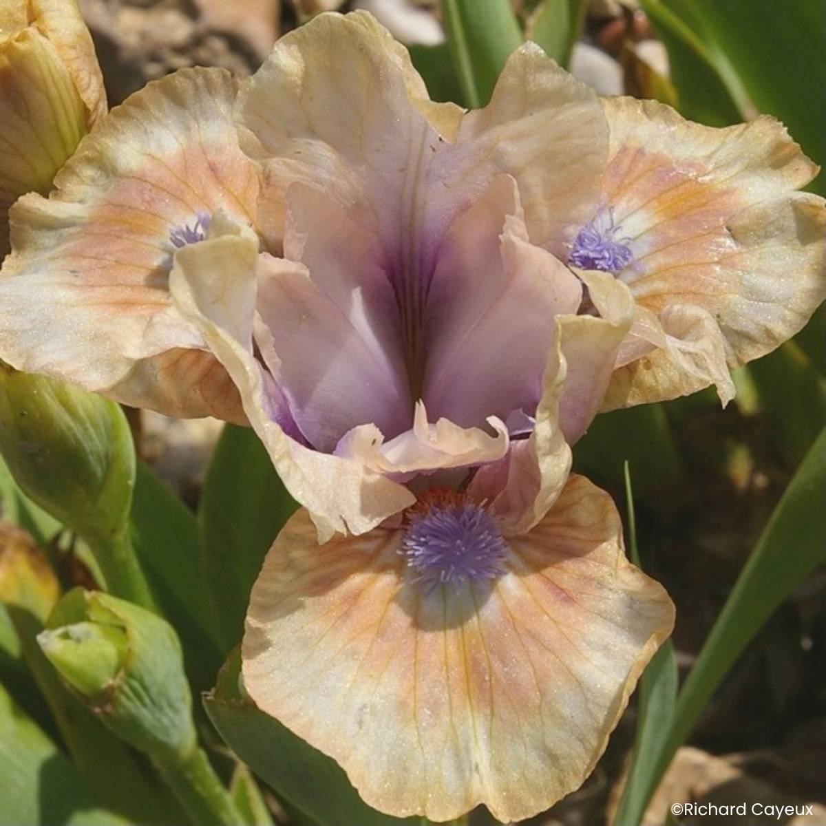 Promesse de Fleurs - Iris germanica Be My Angel - Iris des Jardins Lilliput Rhizome