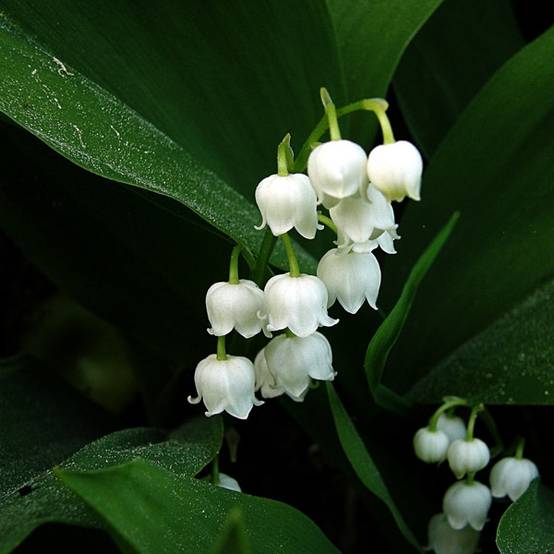 Muguet Blanc - Convallaria majalis Godet de 8/9 cm