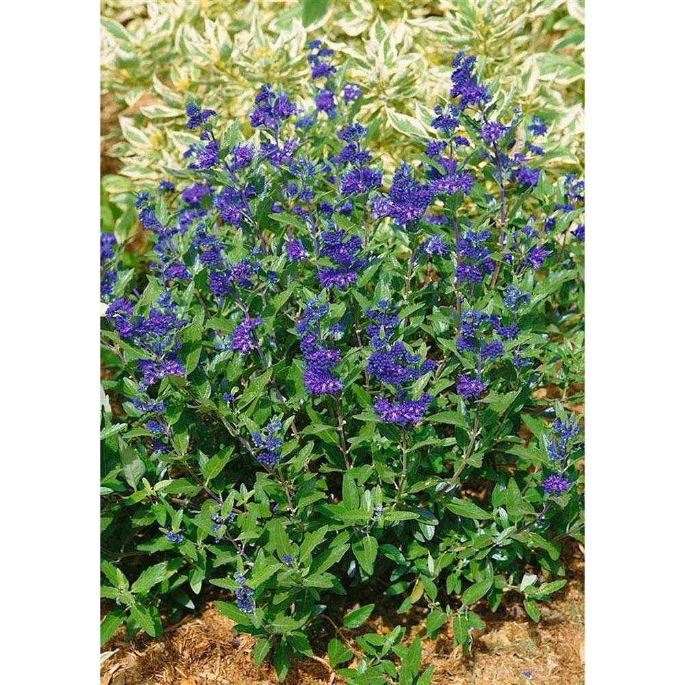 Promesse de Fleurs - Caryopteris clandonensis First Choice - Spirée bleue Pot de 2L/3L - Image 1