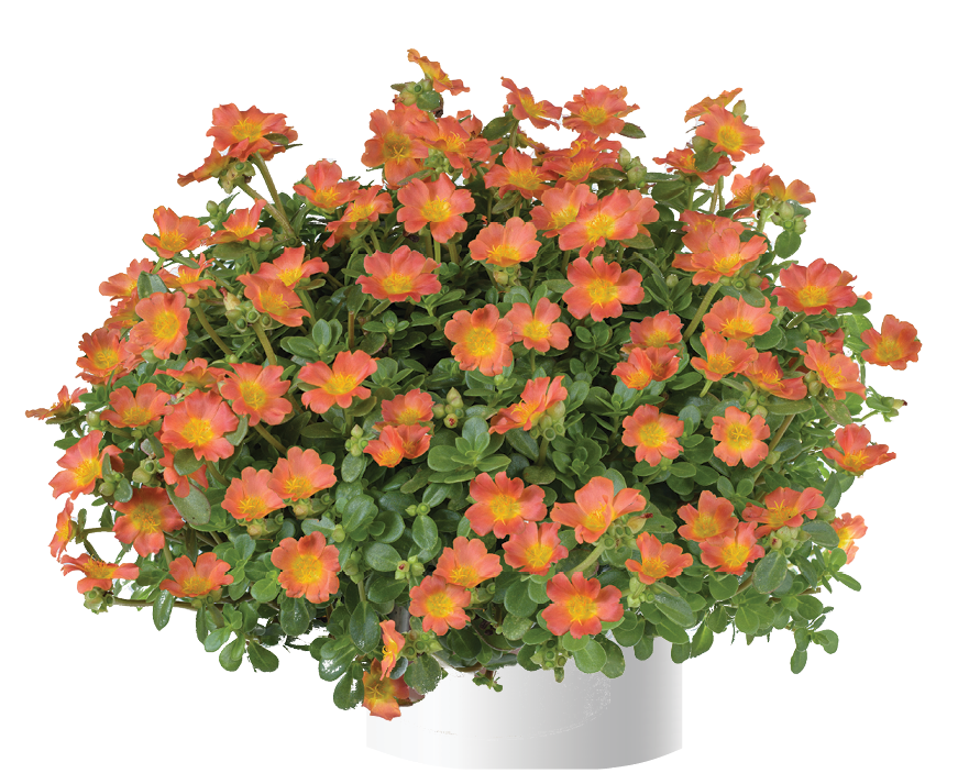 Portulaca Pazzaz Nano Orange - Pourpier annuel Mini-motte Ø 3/4 cm (par 5)