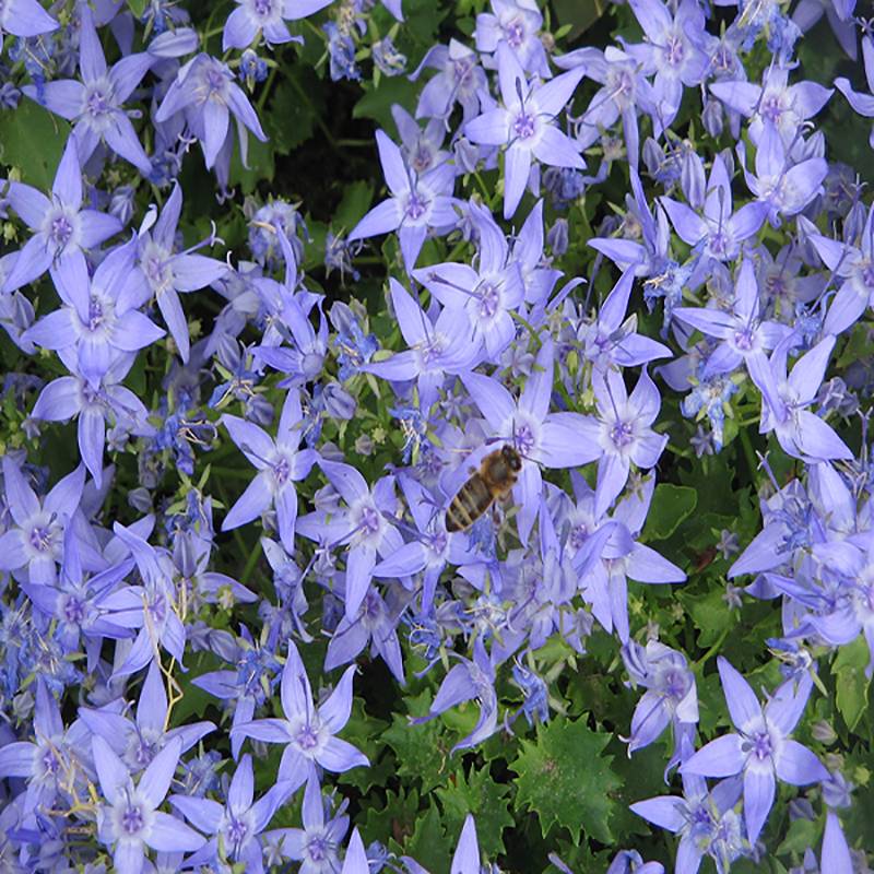 Campanula garganica Godet de 8/9 cm